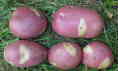 potatoes, smile, jack dunnett variety